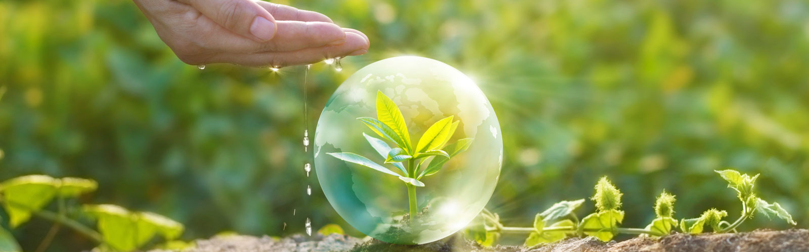 Hand and plant in a water bubble and hand